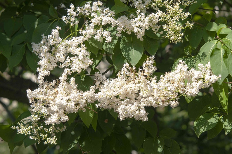 Japanese Amur Lilac Tree Syringa Amurensis Japonica Seeds image 4