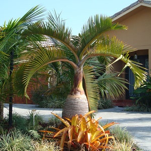 Bottle Palm Tree Hyophorbe Lagenicaulis Seeds LIMITED BATCH image 4