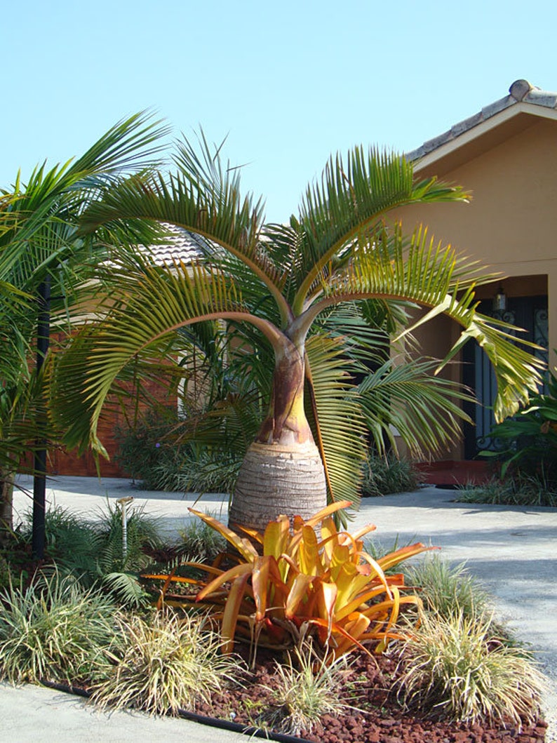 Bottle Palm Tree Hyophorbe Lagenicaulis Seeds LIMITED BATCH image 4