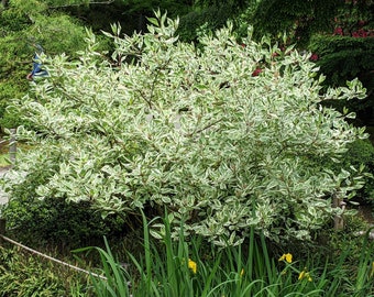 Tatarian Red Bark Dogwood Shrub (Cornus Alba Sibirica) Seeds