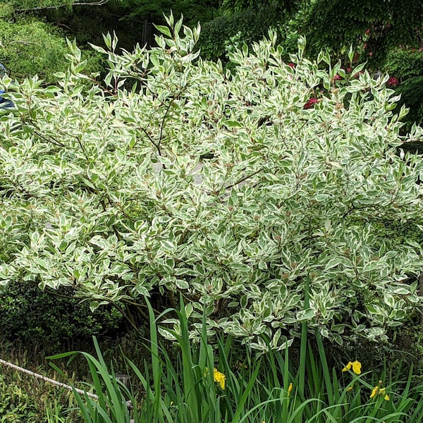 Tatarian Red Bark Dogwood Shrub (Cornus Alba Sibirica) Seeds