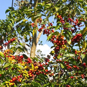 Organic Arabica Coffee Plant Seeds - Ethiopian Variety