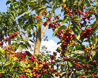 Organic Arabica Coffee Plant Seeds - Ethiopian Variety