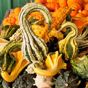 May include: A collection of decorative gourds in various shapes, sizes, and colors, including green, yellow, and orange. The gourds have a variety of textures, including smooth, bumpy, and ribbed.