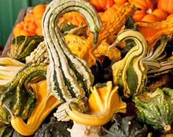 Gooseneck Gourd Plant (Cucurbita Pepo) Seeds