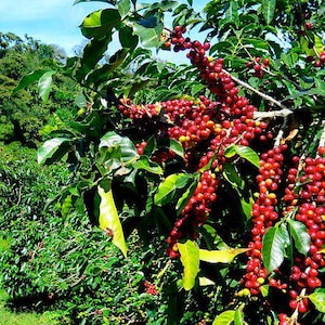 Organic Arabica Coffee Plant Seeds - Jamaican Blue Mountain Variety