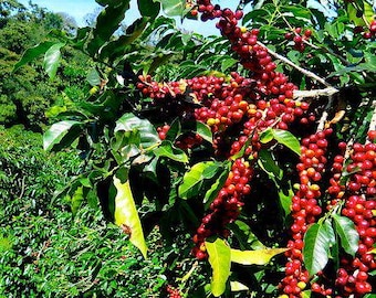 May include: Close-up of a coffee plant with ripe red coffee beans growing on the branches. The plant is surrounded by other coffee plants in a lush green field.