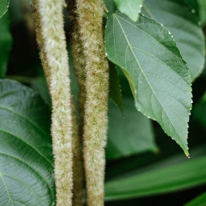 White Chenille Plant Acalypha Hispida Alba Seeds image 2