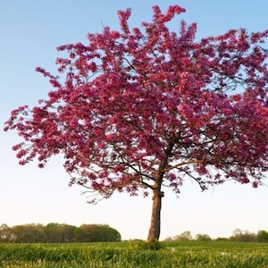 Himalaya Crabapple Tree Malus Baccata Zaden afbeelding 4