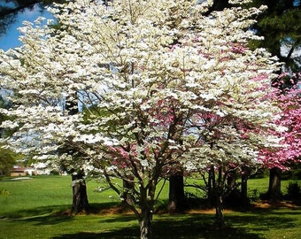 Cherokee Princess Flowering Dogwood Tree (Cornus Florida 'Cherokee Princess') Seeds - NEW FOR 2024