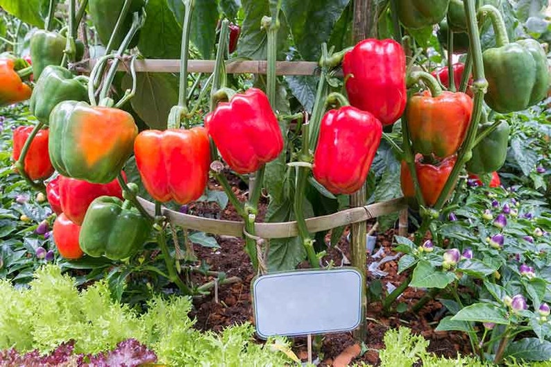 Organic Grand Bell Pepper Plant Capsicum Annuum Seeds image 2