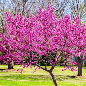Eastern Redbud Tree (Cercis Canadensis) Seeds