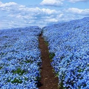 Forget-Me-Not Flower (Cynoglossum Amabile) Seeds