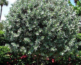 Silver Buttonwood Tree (Conocarpus Erectus) Seeds