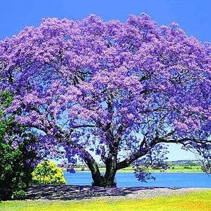 Royal Empress Tree (Paulownia Tomentosa) Seeds