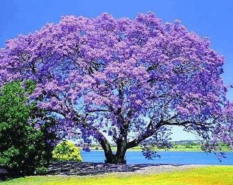 Graines d'arbre de l'impératrice royale (Paulownia tomentosa)