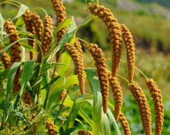 Foxtail Millet Ornamental Grass (Setaria Italica Macrocheata) Seeds