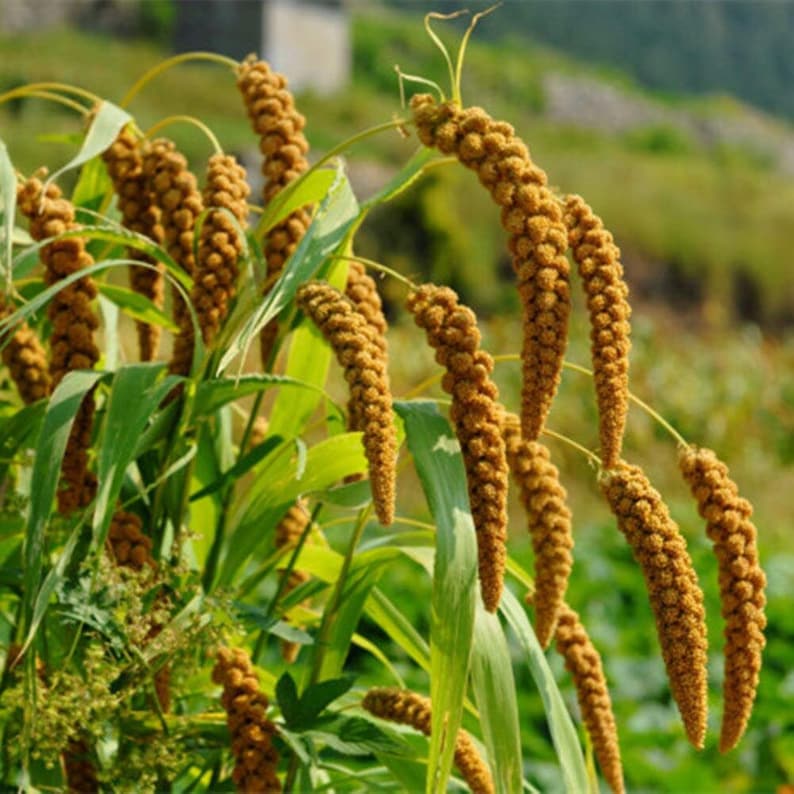 Foxtail Millet Ornamental Grass Seeds Etsy