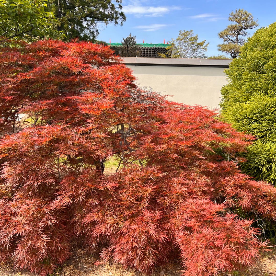 その他 red tree il_1080xN.6325853821_2ndn.jpg
