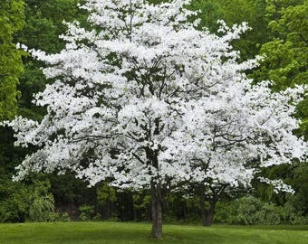 Jean's Appalachian Snow Flowering Dogwood Tree (Cornus Florida 'Jean's Appalachian Snow') Seeds