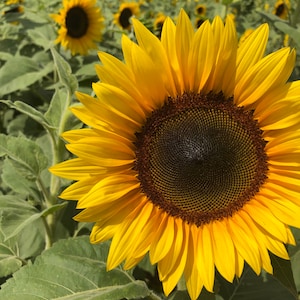 Mammoth Sunflower Plant (Helianthus Annuus) Seeds
