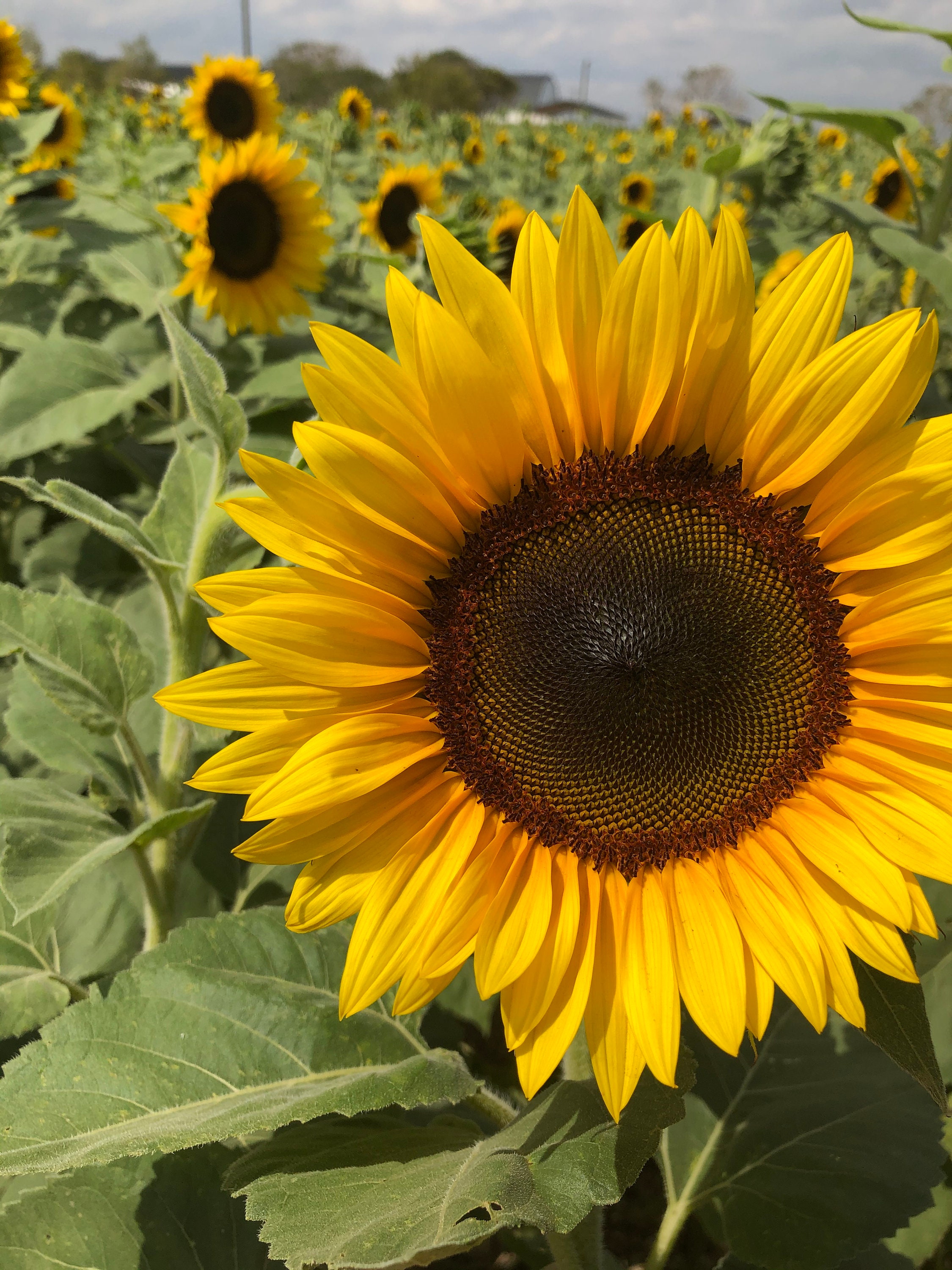 SEMI DI GIRASOLE DEC.BIO SELEX - Godina Supermercato - Foto 8