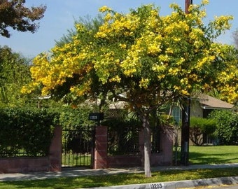 Semillas de árbol de casia dorada (Senna Polyphylla)
