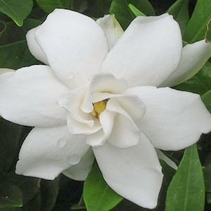 Gardenia Cape Jasmine Plant Gardenia Jasminoides Semillas imagen 2