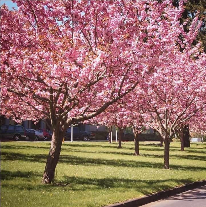 Kwanzan Japanese Flowering Cherry Tree prunus Serrulata Etsy Canada