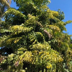 Vissenstaartpalm (Caryota Mitis) zaden
