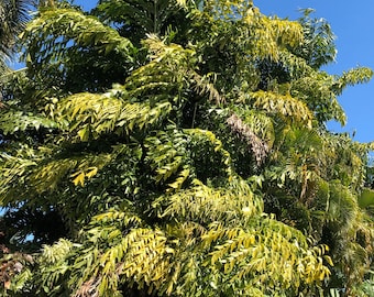 Fishtail Palm Tree (Caryota Mitis) Seeds