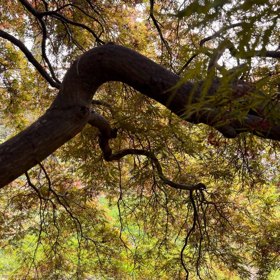 Takiniyama Japanese Maple Tree (acer Palmatum 'takiniyama') Seeds