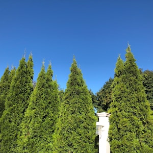 American Arborvitae Tree (Thuja Occidentalis) Seeds