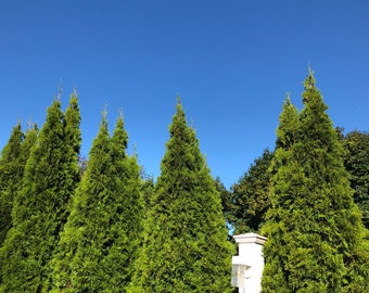 American Arborvitae Tree (Thuja Occidentalis) Seeds
