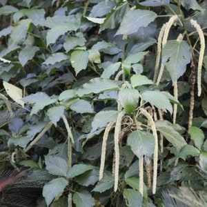 White Chenille Plant Acalypha Hispida Alba Seeds image 1