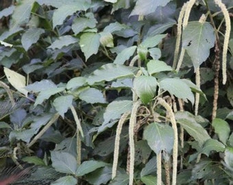 Semillas de planta de chenilla blanca (Acalypha hispida alba)