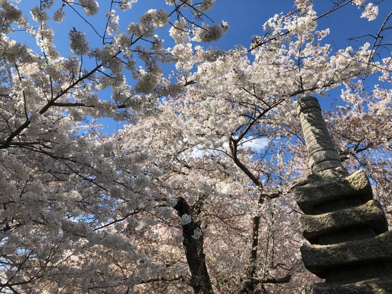 Japanese Flowering Cherry Tree (prunus Serrulata 'spontanea
