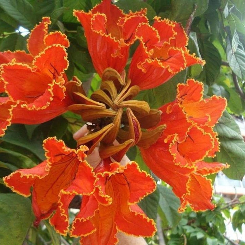 African Tulip Tree Spathodea Campanulata Seeds image 4