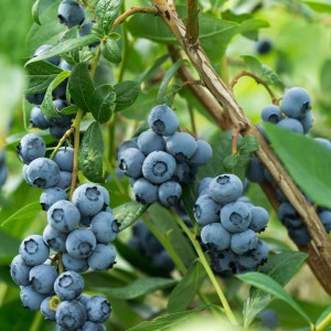 Organic Highbush Blueberry Vaccinium Corymbosum Seeds image 2