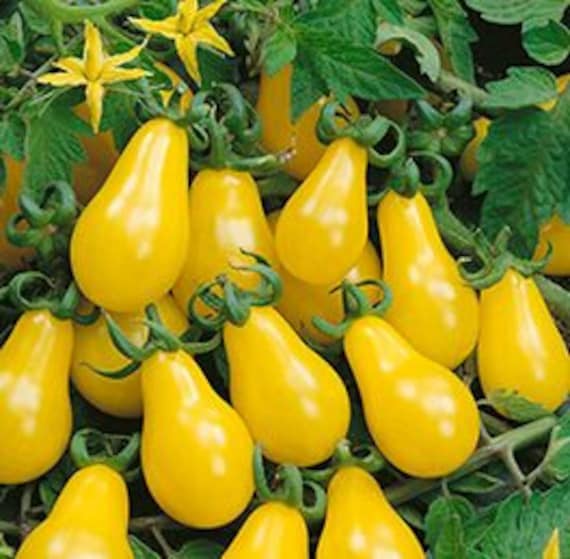 有機栽培のイエローペアトマト（Solanum Lycopersicum）の種子 - Etsy 日本