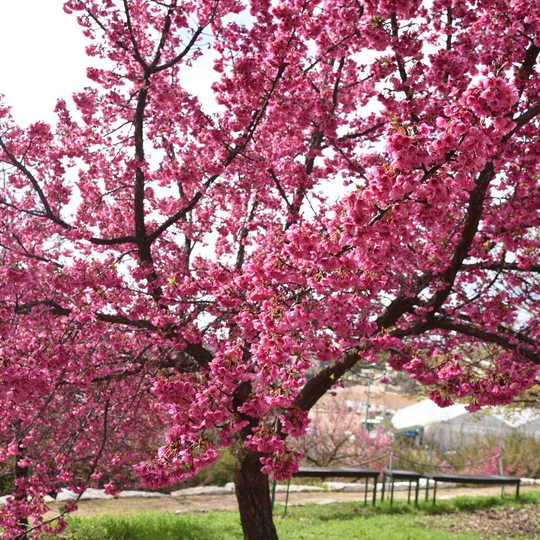 Kanhizakura Japanese Flowering Cherry Tree (prunus