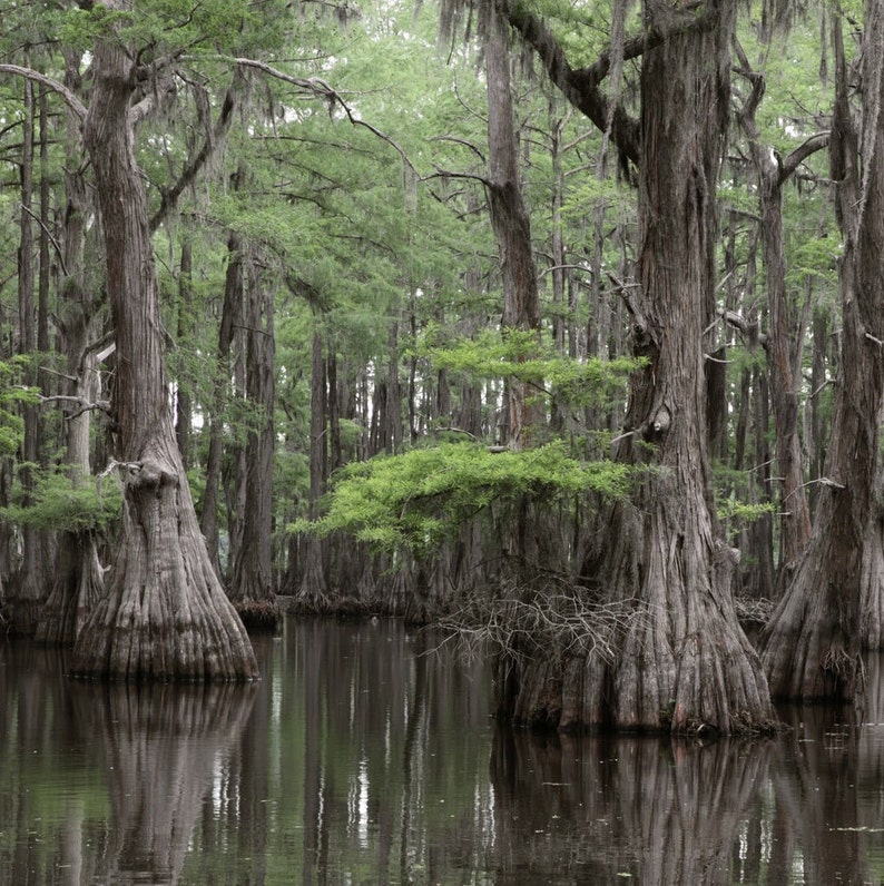 Bald Cypress Tree Taxodium Distichum Seeds Northern Variety image 1