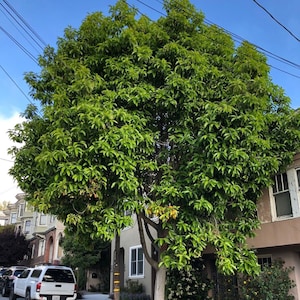 Joy Perfume Tree (Magnolia champaca) Seeds - NEW FOR 2024
