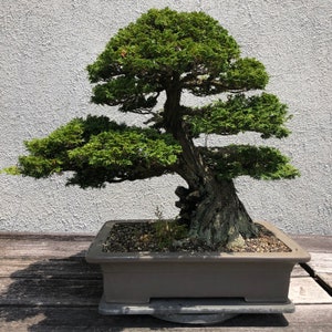Golden Hinoki Cypress Tree Chamaecyparis Obtusa Seeds image 4
