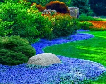 Blaufelsen Kresse Bodendecker (Aubrieta Hybrida Cascade Blue) Samen