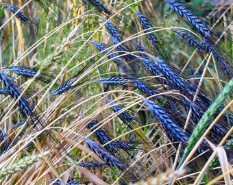 Black Knight Ornamental Wheat Grass (Triticum Aestivum) Seeds