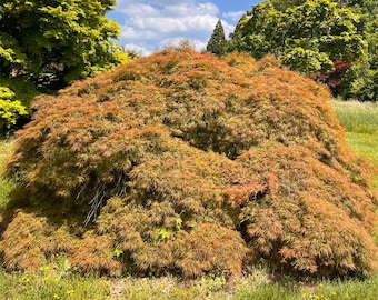 Toyama-nishiki Japanese Maple Tree (Acer Palmatum 'Toyama-nishiki') Seeds - NEW FOR FALL 2025