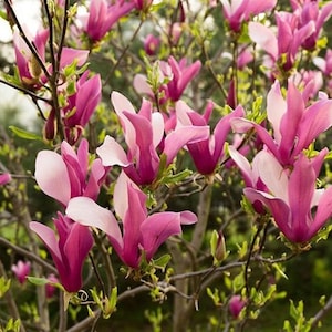 Lily Magnolia Tree (Magnolia Liliifloria) Seeds - NEW FOR 2024