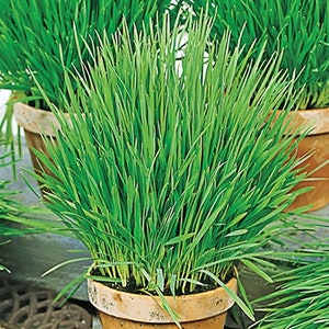 Peut inclure: Gros plan sur une plante en pot avec de longues lames d'herbe vertes. La plante est dans un pot en terre cuite brun.