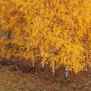 White Paper Birch Tree Betula Papyrifera Seeds image 2